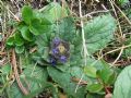 Ajuga pyramidalis